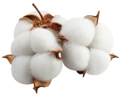 Cotton