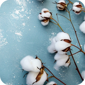 Cotton Stalk